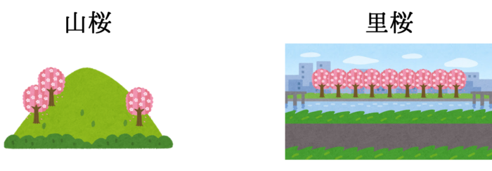 日本人が大好きな桜 | 板蔵