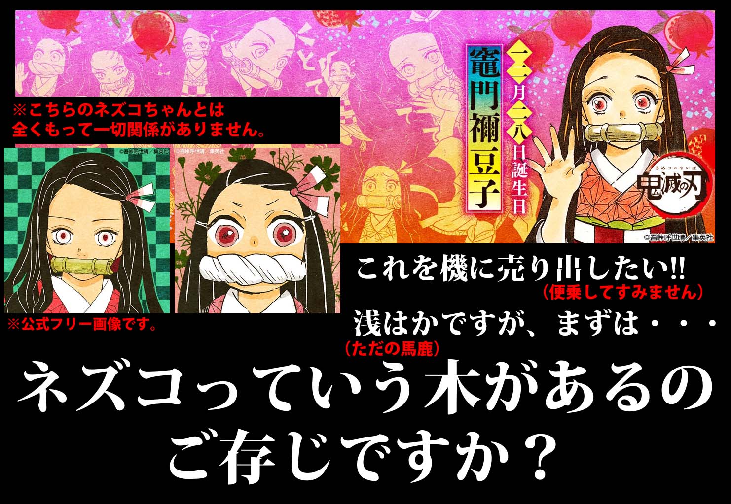 木の「ネズコ」をご紹介 | 板蔵