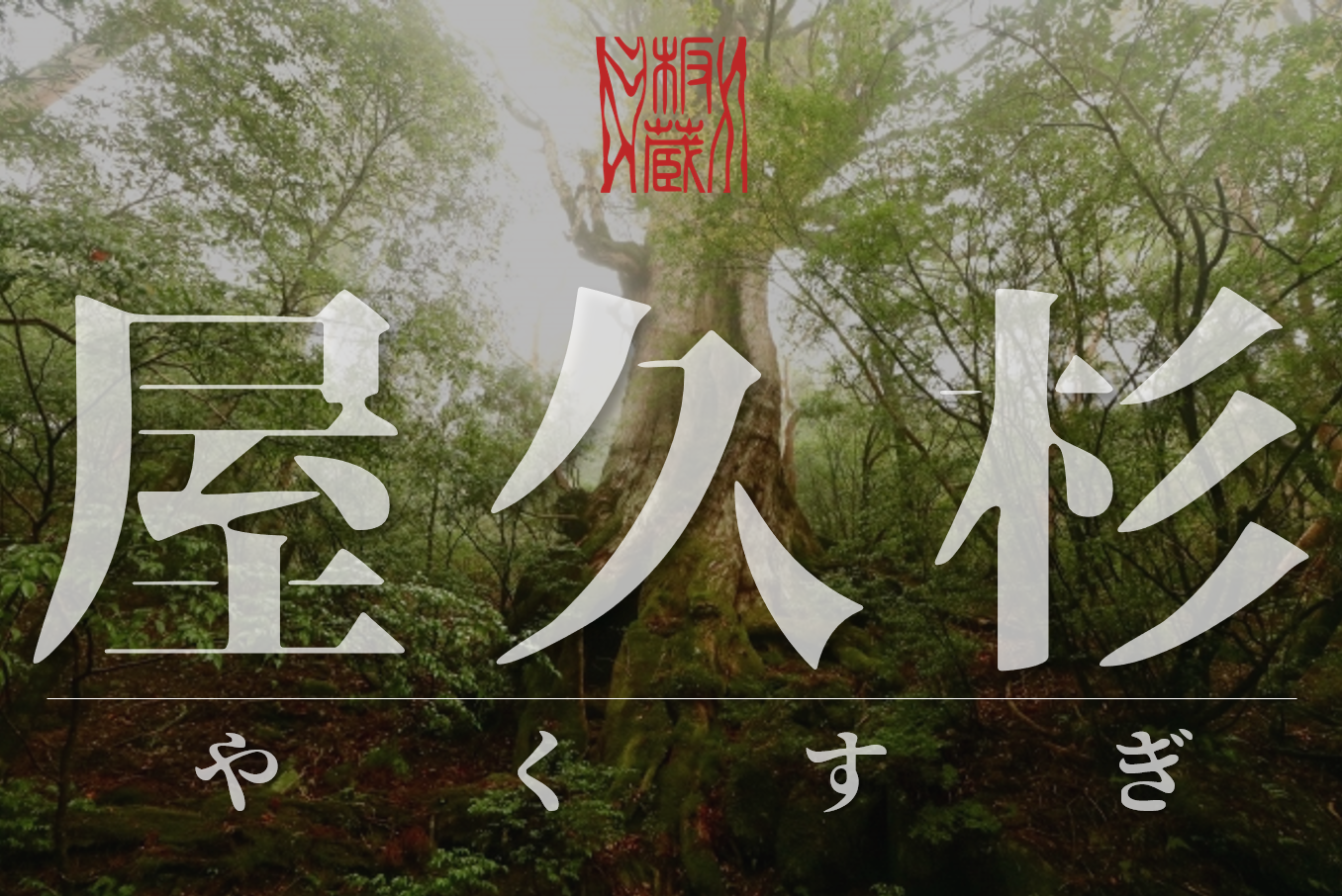 迫力！屋久杉の一枚板が勢揃い | 板蔵